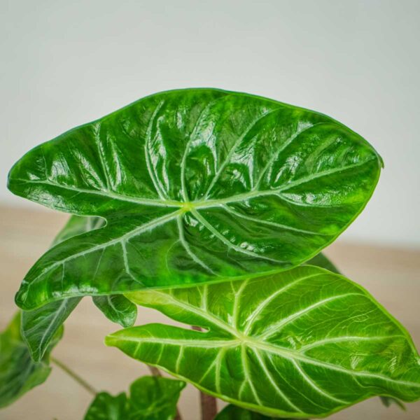 alokazja-ivory-coast-alocasia alokazja-ivory-coast-alocasia