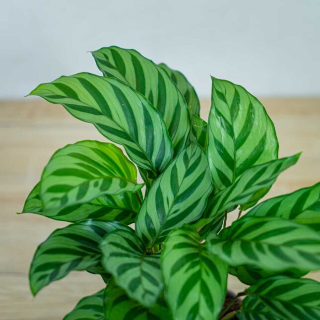 calathea-freddie calathea-freddie