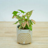 syngonium-red-spot
