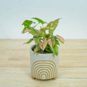 syngonium-red-spot