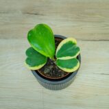 hoya-kerrii-variegata