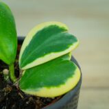 hoya-kerrii-variegata