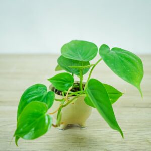 philodendron-scandens-baby