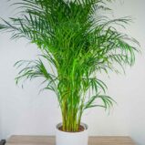 areka-palma-dypsis-lutescens