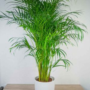 areka-palma-dypsis-lutescens
