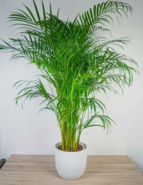areka-palma-dypsis-lutescens areka-palma-dypsis-lutescens