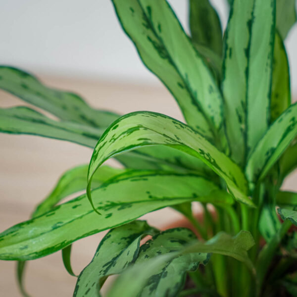 aglaonema-cutlass (3) aglaonema-cutlass