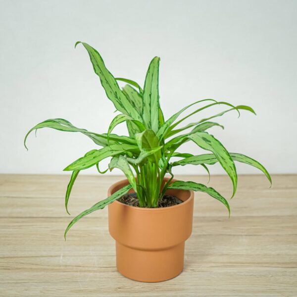 aglaonema-cutlass