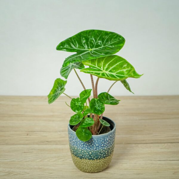 alokazja-ivory-coast-alocasia