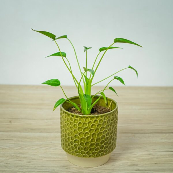 alokazja-tiny-dancer-alocasia alokazja-tiny-dancer-alocasia