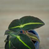 begonia-listada-baby