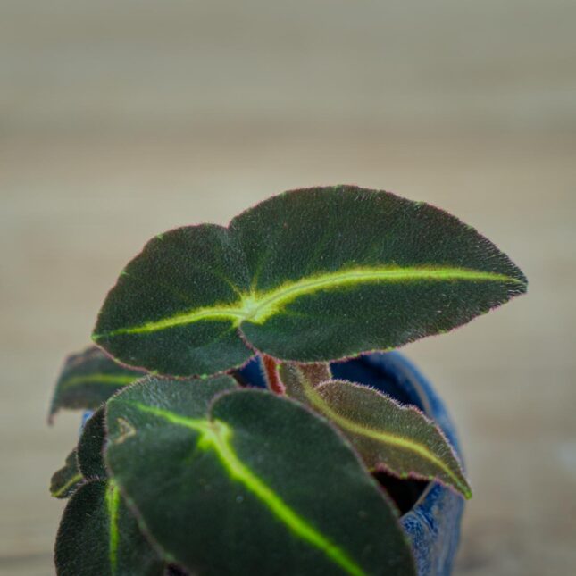begonia-listada-baby (2) begonia-listada-baby