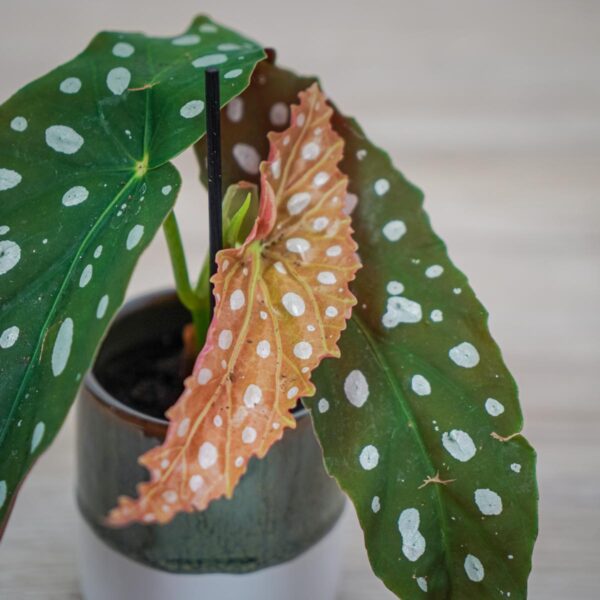 begonia-maculata-wightii-baby (2) Begonia maculata wightii baby
