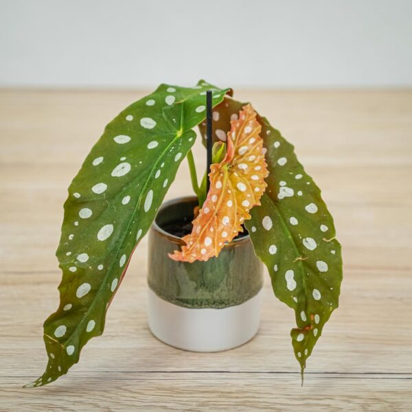 begonia-maculata-wightii-baby