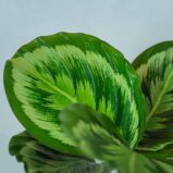 calathea-medallion-v2-new-hybrid