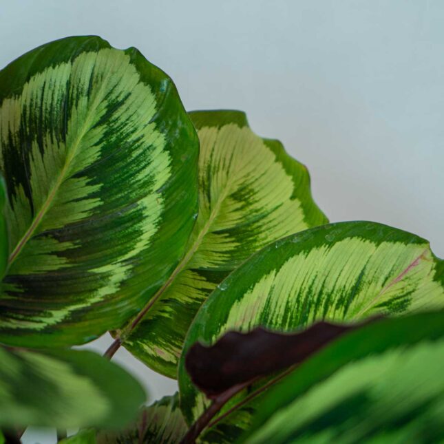 calathea-medallion-v2-new-hybrid (3) calathea-medallion-v2-new-hybrid (3)