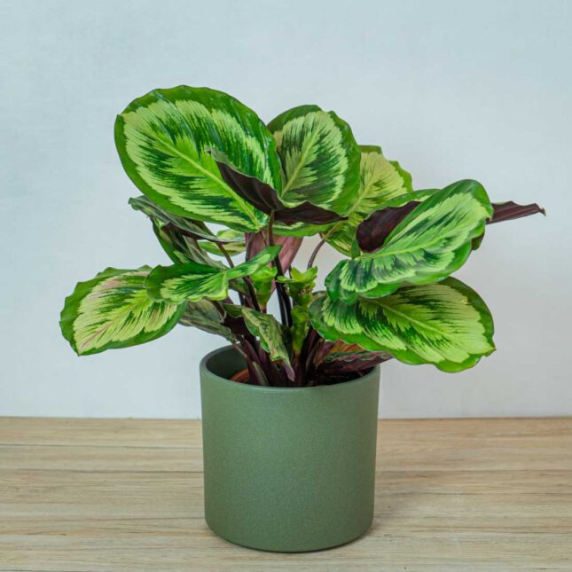 calathea-medallion-v2-new-hybrid calathea-medallion-v2-new-hybrid