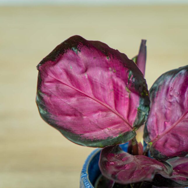 calathea-roseopicta-rosy-baby (2) calathea-roseopicta-rosy-baby