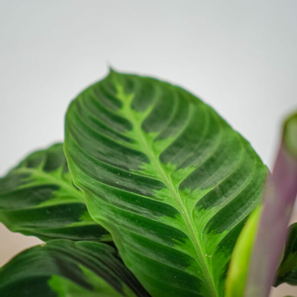calathea-warscewiczii (2) calathea-warscewiczii
