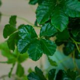 cissus-pasiasty-parthenocissus-striata