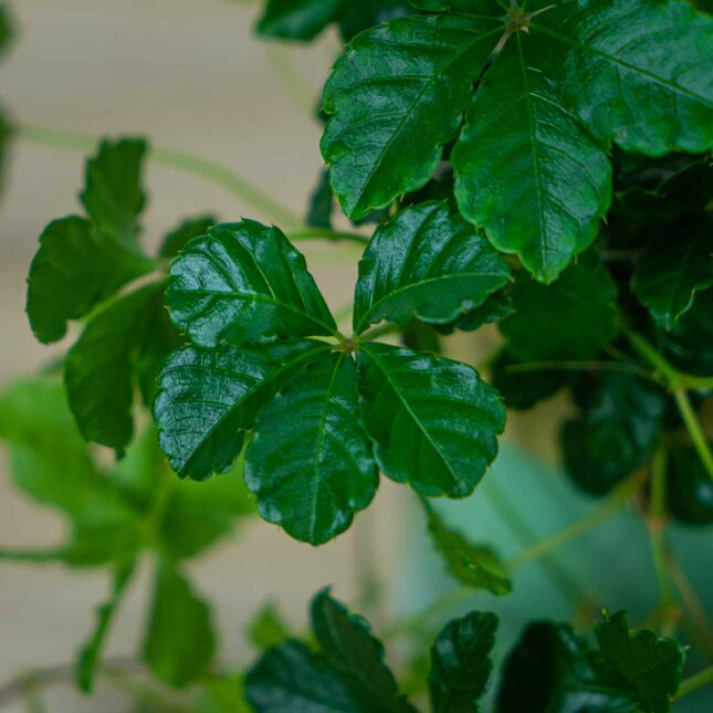 cissus-pasiasty-parthenocissus-striata (2) cissus-pasiasty-parthenocissus-striata