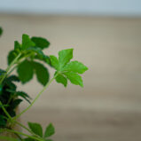 cissus-pasiasty-parthenocissus-striata