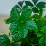cissus-pasiasty-parthenocissus-striata
