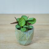 ctenanthe-amagris-baby-burle-marxii
