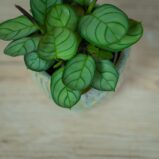 ctenanthe-amagris-baby-burle-marxii