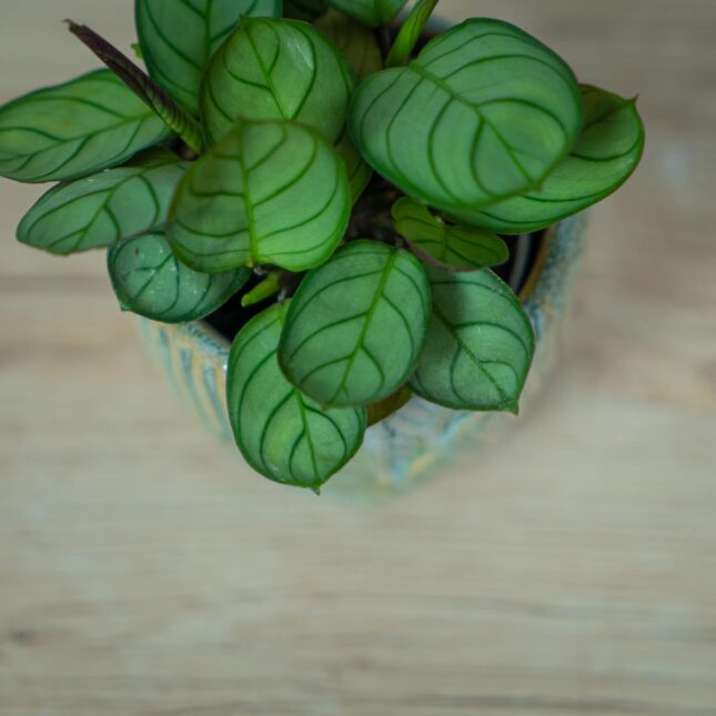 ctenanthe-amagris-baby-burle-marxii (2) ctenanthe-amagris-baby-burle-marxii