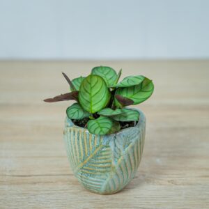 ctenanthe-amagris-baby-burle-marxii