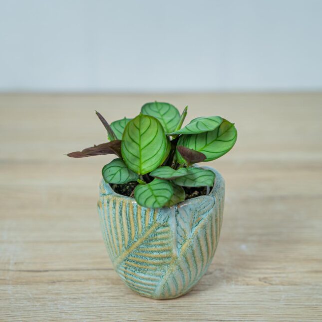 ctenanthe-amagris-baby-burle-marxii ctenanthe-amagris-baby-burle-marxii