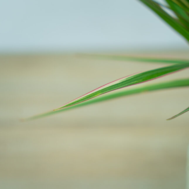 dracaena-marginata-bicolor-dracena (3) dracaena-marginata-bicolor-dracena