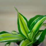 dracena-fragrans-malaika-baby-dracaena
