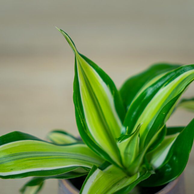 dracena-fragrans-malaika-baby-dracaena (2) dracena-fragrans-malaika-baby-dracaena