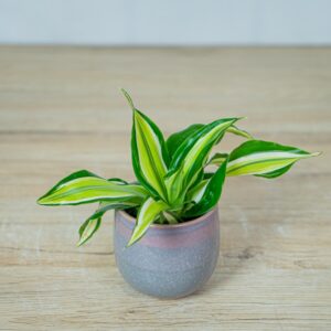 dracena-fragrans-malaika-baby-dracaena