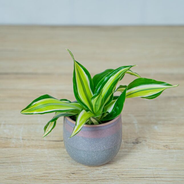 dracena-fragrans-malaika-baby-dracaena