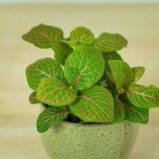 fittonia-joly-josan