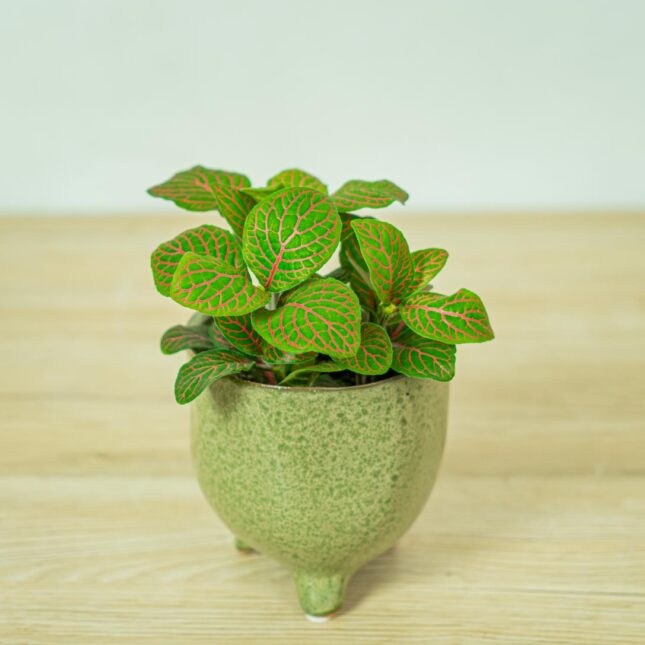 fittonia-joly-josan fittonia-joly-josan