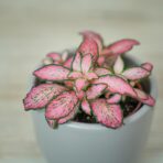 fittonia-pink-forest-flame-baby