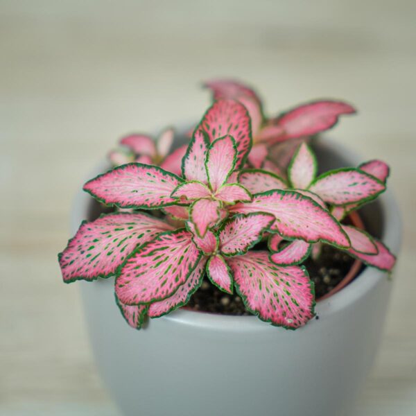 fittonia-mosaic-pink-forest-flame (2) fittonia-pink-forest-flame-baby