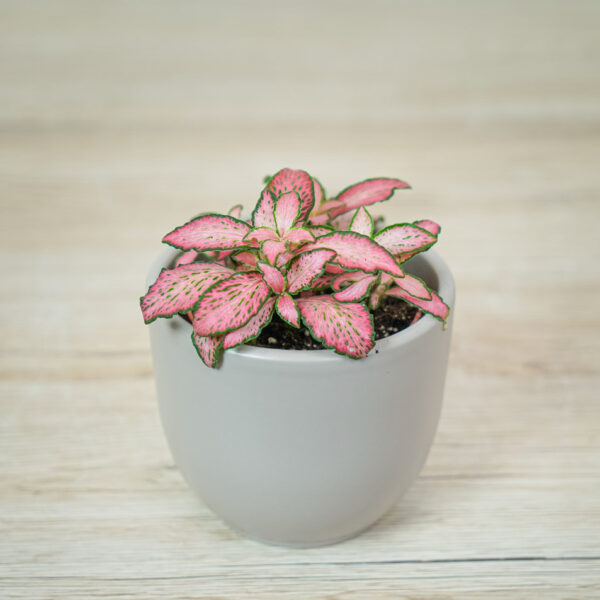 fittonia-mosaic-pink-forest-flame fittonia-pink-forest-flame-baby