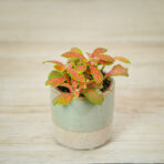 fittonia-mosaic-skeleton-baby