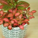 fittonia-red-angel