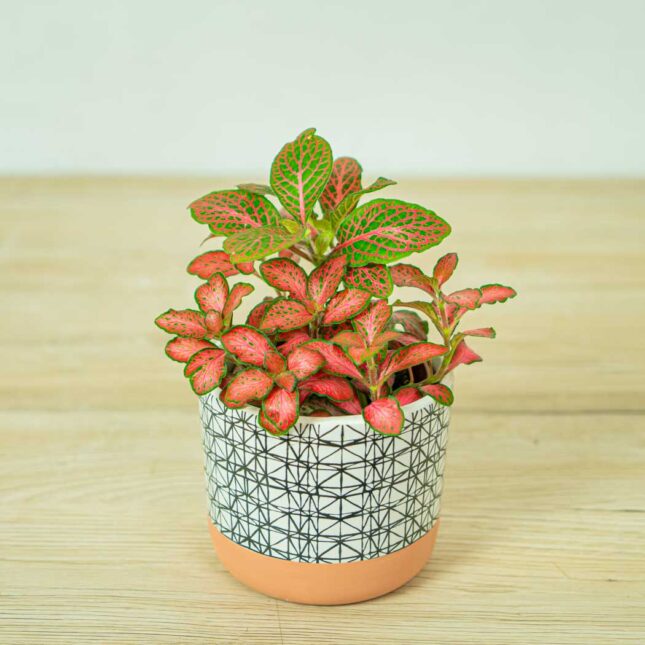 fittonia-red-angel