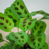 maranta-leuconeura-kerchoveana