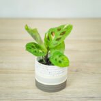 maranta-leuconeura-kerchoveana-variegata-baby