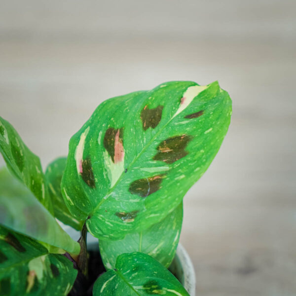 maranta-leuconeura-kerchoveana-variegata-baby (2) maranta-leuconeura-kerchoveana-variegata-baby