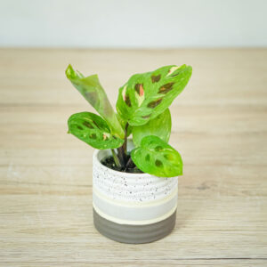 maranta-leuconeura-kerchoveana-variegata-baby
