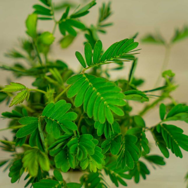 mimoza-wstydliwa-baby-mimosa-pudica (2) mimoza-wstydliwa-baby-mimosa-pudica